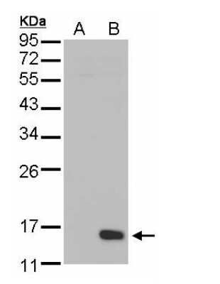 Western Blot DUSP23 Antibody - BSA Free
