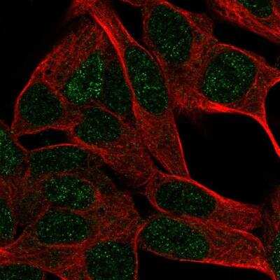 Immunocytochemistry/Immunofluorescence: DUSP26 Antibody [NBP2-33880] - Staining of human cell line SH-SY5Y shows localization to nucleus. Antibody staining is shown in green.