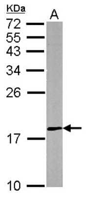 Western Blot: DUSP26 Antibody [NBP1-31254] - Sample (50 ug of whole cell lysate) A: mouse brain 12% SDS PAGE, antibody diluted at 1:500.