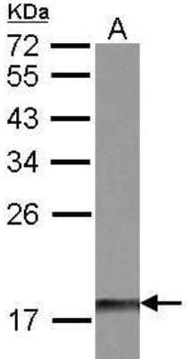 Western Blot DUSP26 Antibody - BSA Free
