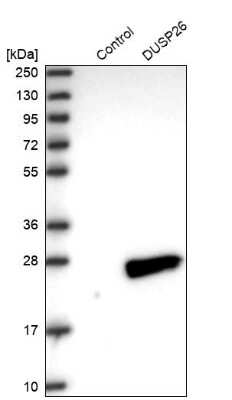 Western Blot DUSP26 Antibody - BSA Free
