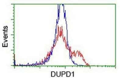 Flow Cytometry: DUSP27/DUPD1 Antibody (OTI7E4) - Azide and BSA Free [NBP2-72503] - DUSP27/DUPD1 Antibody (7E4) HEK293T cells transfected with either overexpression plasmid (Red) or empty vector control plasmid (Blue) were immunostaining by anti-DUSP27 antibody, and then analyzed by flow cytometry.