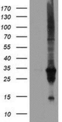 Western Blot DUSP27/DUPD1 Antibody (OTI7E4) - Azide and BSA Free