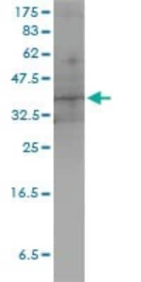 Western Blot: DUSP4 Antibody (3D6-G6) [H00001846-M01] - DUSP4 monoclonal antibody (M01), clone 3D6-G6 Analysis of DUSP4 expression in HeLa.