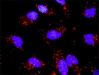 Proximity Ligation Assay: DUSP4 Antibody [H00001846-D01P] - Analysis of protein-protein interactions between DUSP4 and MAPK9. HeLa cells were stained with anti-DUSP4 rabbit purified polyclonal 1:1200 and anti-MAPK9 mouse monoclonal antibody 1:50. Each red dot represents the detection of protein-protein interaction complex, and nuclei were counterstained with DAPI (blue).