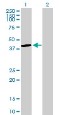 Western Blot: DUSP4 Antibody [H00001846-D01P] - Analysis of DUSP4 expression in transfected 293T cell line by DUSP4 polyclonal antibody.Lane 1: DUSP4 transfected lysate(43.00 KDa).Lane 2: Non-transfected lysate.