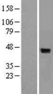 Western Blot: DUSP4 Overexpression Lysate (Adult Normal) [NBL1-10054] Left-Empty vector transfected control cell lysate (HEK293 cell lysate); Right -Over-expression Lysate for DUSP4.