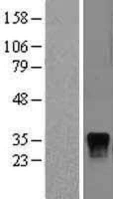 Western Blot: DUSP4 Overexpression Lysate (Adult Normal) [NBL1-10055] Left-Empty vector transfected control cell lysate (HEK293 cell lysate); Right -Over-expression Lysate for DUSP4.