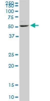 Western Blot DUSP5 Antibody (2F3)