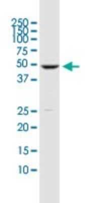 Western Blot: DUSP5 Antibody (2F3) [H00001847-M04] - Analysis of DUSP5 expression in K-562 (Cat # L009V1).