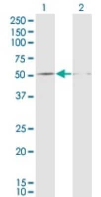 Western Blot: DUSP5 Antibody (2F3) [H00001847-M04] - Analysis of DUSP5 expression in transfected 293T cell line by DUSP5 monoclonal antibody (M04), clone 2F3. Lane 1: DUSP5 transfected lysate (Predicted MW: 42.1 KDa). Lane 2: Non-transfected lysate.