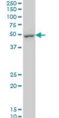 Western Blot DUSP5 Antibody (4C8) - Azide and BSA Free