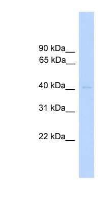 Western Blot: DUSP5 Antibody [NBP1-79717] - Human Heart lysate, concentration 0.2-1 ug/ml.