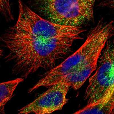 Immunocytochemistry/ Immunofluorescence DUSP8 Antibody