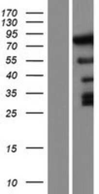 Western Blot DUSP8 Overexpression Lysate