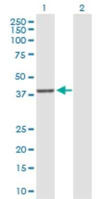 Western Blot: DUSP9 Antibody [H00001852-D01P] - Analysis of DUSP9 expression in transfected 293T cell line by DUSP9 polyclonal antibody.Lane 1: DUSP9 transfected lysate(41.90 KDa).Lane 2: Non-transfected lysate.