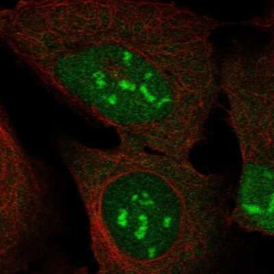 Immunocytochemistry/Immunofluorescence: DUX4 Antibody [NBP2-58595] - Staining of human cell line U-2 OS shows localization to nucleus, nucleoli & cytosol. Antibody staining is shown in green.