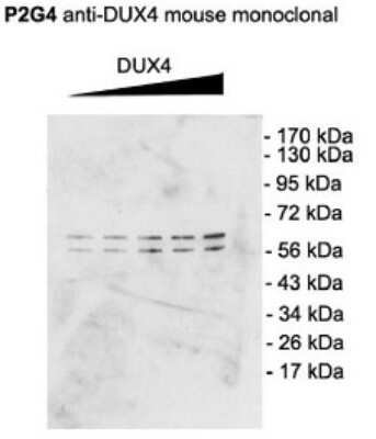 Western Blot: DUX4 Antibody (P2B1) [NBP2-12886] - analysis of Mouse C2C12 cell lysate showing detection of DUX4 protein using Mouse Anti-DUX4 Monoclonal Antibody, Clone P2B1 . Primary Antibody: Mouse Anti-DUX4 Monoclonal Antibody at 1:1000. Cells transfected with pCS2+DUX4 which, contains an additional upstream start site.