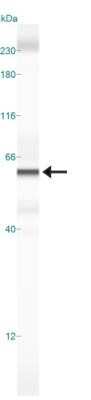 Simple Western: DUX4 Antibody (P4H2) - Azide and BSA Free [NBP2-80703] - Lane view shows a specific band for DUX4 in 0.5 mg/ml of HeLa lysate. This experiment was performed under reducing conditions using the 12-230 kDa separation system. Image from the standard format of this antibody.