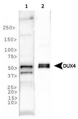 Western Blot: DUX4 Antibody (P4H2) - Azide and BSA Free [NBP2-80703] - Analysis of DUX4 expression in (1) human testis and (2) DUX4 protein lysates. Image from the standard format of this antibody.