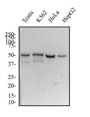 Western Blot: DUX4 Antibody (P4H2) - Azide and BSA Free [NBP2-80703] - Total protein from human testis tissue and human K562, HeLa and HepG2 cell lines was separated on a 12% gel by SDS-PAGE, transferred to PVDF membrane and blocked in 5% non-fat milk in TBST. The membrane was probed with 2.0 ug/ml anti-DUX4 in 1% non-fat milk in TBST and detected with an anti-mouse HRP secondary antibody using chemiluminescence. Image from the standard format of this antibody.