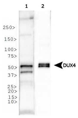 Western Blot: DUX4 Antibody (P4H2) [NBP1-49552] - Analysis of DUX4 expression in (1) human testis and (2) DUX4 protein lysates.