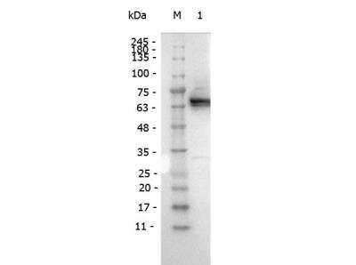 Western Blot: DYKDDDDK Epitope Tag Antibody (29E4.G7) [HRP] [NBP1-97393] - Western Blot of Mouse antibody for the detection of FLAG conjugated proteins Monoclonal Antibody Peroxidase Conjugated. Lane 1: FLAG Positive Control Lysates. Load:  10 ug per lane. Primary antibody:   [NBP1-97393] at 1:1,000 for overnight at 4C. Secondary antibody: none. Block: Blocking Buffer for Fluorescent Western Blotting for 30 min at RT. Predicted/Observed size:  60 kDa, 60 kDa.