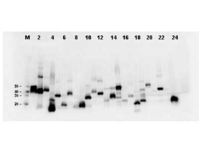 Western Blot: DYKDDDDK Epitope Tag Antibody (29E4.G7) [NBP1-97410] - Twenty-four clones were randomly selected and grown up from glycerol stocks by inoculating 0.5 mL 2X YT medium. Expression of recombinant proteins was induced by the addition of IPTG. Proteins were purified by nickel affinity chromatography and eluted in 40 uL. Samples were diluted 10-fold, transferred to nitrocellulose membrane and blotted using Mab DYKDDDDK Epitope Tag Antibody (29E4.G7) [NBP1-97410].