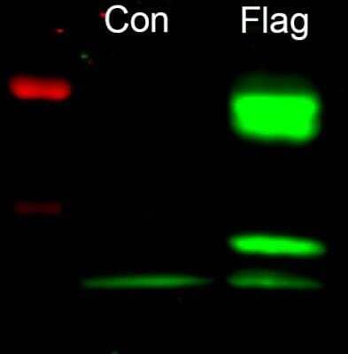 Western Blot: DYKDDDDK Epitope Tag Antibody (29E4.G7) [NBP1-97410] - Use of DYKDDDDK Epitope Tag Antibody (29E4.G7) [NBP1-97410] in Western Blot. Flag expression is significantly increased in 293 cells transfected with a flag-fusion protein. Image from a verified customer review.