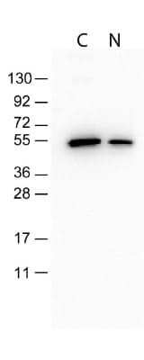 Western Blot: DYKDDDDK Epitope Tag Antibody (29E4.G7) [NBP1-97410] - Antibody detects both C-terminal linked and N-terminal linked FLAG tagged recombinant proteins.