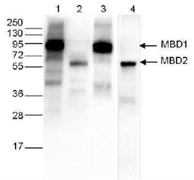 Western Blot: DYKDDDDK Epitope Tag Antibody (C.15200054) [NBP2-59146] - Analysis of 40 ug whole cell extracts from HeLa cells transfected with either Ty1-tagged MBD1 (lanes 1 and 3) or Ty1-tagged MBD2 (lane 2 and 4). The WB was performed with the DYKDDDDK Epitope Tag Antibody (C.15200054) [NBP2-59146] diluted 1:1000 in TBS-Tween containing 5% skimmed milk (lane 1 and 2) or with an MBD1 antibody (lane 3) or an MBD2 antibody (lane 4). The position of the Ty1-tagged MBD1 and Ty1-tagged MBD2 are shown on the right, the marker (kDa) is shown on the left.