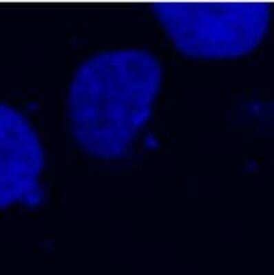 Immunocytochemistry/Immunofluorescence: DYKDDDDK Epitope Tag Antibody (F-tag-01) [NB500-554] - Immunocytochemistry (confocal microscopy) of COS-7 cells transfected with expression constructs encoding fusion nuclear protein with DYKDDDDK Epitope Tag Antibody (F-tag-01) [NB500-554] stained with DAPI (blue).