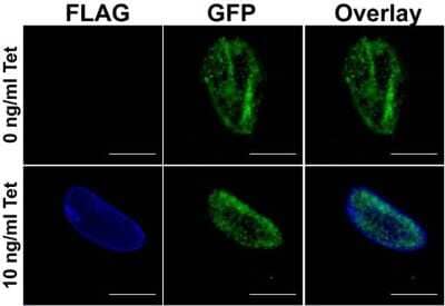 Immunocytochemistry/Immunofluorescence: DYKDDDDK Epitope Tag Antibody (FG4R) [NBP2-37823] - Analysis of Chlamydia trachomatis FLAG-tagged IncA (blue) in HeLa cells. Cells were infected with a GFP-expressing strain of Chlamydia trachomatis containing FLAG-IncA under the control of the Tetracycline (Tet) promoter, and either left untreated (0ng/ml Tet) or treated with anhydrotetracycline (10ng/ml Tet). Cells were fixed with 2% paraformaldehyde in PBS for 30 min at RT, permeabilized and blocked in 10% goat serum, 0.1% BSA, 0.1% saponin in PBS pH 7.4 for 30 mins at RT, then probed with a DYKDDDDK Epitope Tag Antibody (FG4R) [NBP2-37823] at 1:500 for 1 hr at RT. Cells were washed with PBS, and incubated with an AlexaFluor 647-conjugated goat anti-mouse IgG secondary antibody at 1:2000 for 1 hr at RT. Images were taken on a fluorescent microscope using a 60X oil-immersion objective. Scale bars represent 20um. Data courtesy of the Innovators Program.