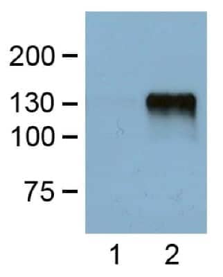 Western Blot: DYKDDDDK Epitope Tag Antibody (FG4R) [NBP2-37823] - Analysis using  [NBP2-37823] at a 1:1000 (1ug/mL) dilution, probed against HEK293 cells transfected with DYKDDDDK-tagged protein vector; untransfected (1) and transfected (2). Observed molecular weight ~130 kDa.