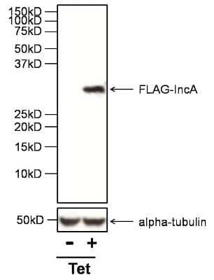 Western Blot: DYKDDDDK Epitope Tag Antibody (FG4R) [NBP2-37823] - Analysis of 30ug of whole cell lysates from HeLa cells infected with a strain of Chlamydia trachomatis expressing FLAG-IncA under the control of a Tetracycline promoter (Tet), and either left untreated (-) or treated with anhydrotetracycline (+), onto an SDS-PAGE gel, using  [NBP2-37823]. Observed molecular weight ~30 kDa.