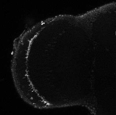 Immunohistochemistry: DYKDDDDK Epitope Tag Antibody [NB600-343] - Drosophila adult optic lobe: Distal medulla cells labeled with DYKDDDDK Epitope Tag Antibody [NB600-343]. Image from verified customer review.