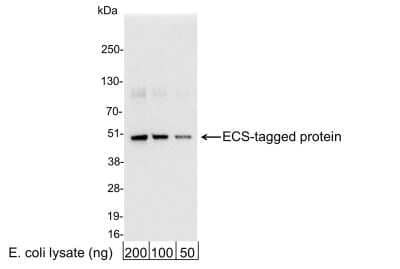 Western Blot: DYKDDDDK Epitope Tag Antibody [NB600-345] - Samples: 200, 100, or 50 ng of E. coli whole cell lysate expressing a multi-tag fusion protein. Antibody: Affinity purified goat DYKDDDDK Epitope Tag Antibody [NB600-345] used for WB at 0.04 ug/ml (1:25,000). Detection: Chemiluminescence with an exposure time of 30 seconds. Observed molecular weight ~49 kDa