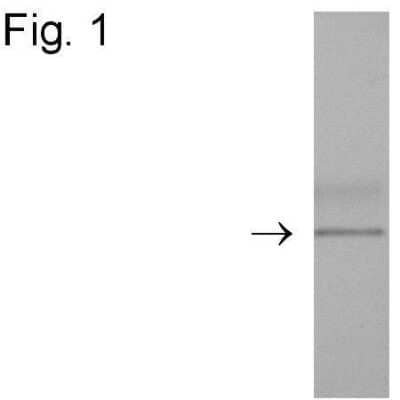 Western Blot: DYKDDDDK Epitope Tag Antibody [NBP2-37833] - Analysis of recombinant protein containing the epitope tag sequence DYKDDDDK using DYKDDDDK Epitope Tag Antibody [NBP2-37833].