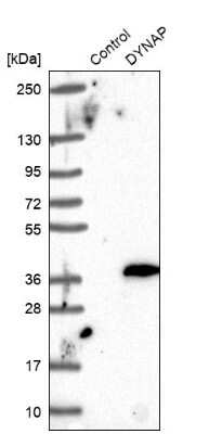 Western Blot: DYNAP Antibody [NBP1-93793] - Analysis in control (vector only transfected HEK293T lysate) and DYNAP over-expression lysate (Co-expressed with a C-terminal myc-DDK tag (3.1 kDa) in mammalian HEK293T cells).