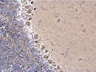 Immunohistochemistry-Paraffin: DYNC1I2 Antibody [NBP1-31703] - Sample: Paraffin-embedded mouse hind brain. DYNC1I2 antibody dilution: 1:500
