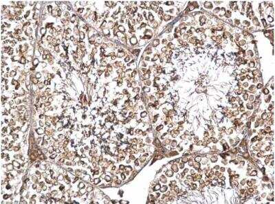 Immunohistochemistry-Paraffin: DYNC1I2 Antibody [NBP1-31703] - Sample: Paraffin-embedded mouse testis. DYNC1I2 antibody dilution: 1:500.