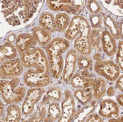 Immunohistochemistry-Paraffin DYNC1I2 Antibody - BSA Free