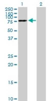 Western Blot: DYNC1I2 Antibody [H00001781-B01P] - Analysis of DYNC1I2 expression in transfected 293T cell line by DYNC1I2 polyclonal antibody.  Lane 1: DYNC1I2 transfected lysate(67.32 KDa). Lane 2: Non-transfected lysate.