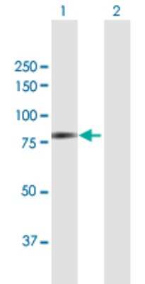 Western Blot: DYNC1I2 Antibody [H00001781-B02P] - Analysis of DYNC1I2 expression in transfected 293T cell line by DYNC1I2 polyclonal antibody.  Lane 1: DYNC1I2 transfected lysate(67.32 KDa). Lane 2: Non-transfected lysate.