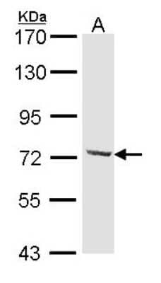Western Blot: DYNC1I2 Antibody [NBP1-31703] - Sample (30 ug of whole cell lysate) A: Hela 7. 5% SDS PAGE; antibody diluted at 1:1000.