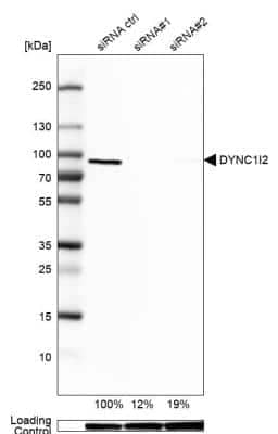Western Blot DYNC1I2 Antibody - BSA Free