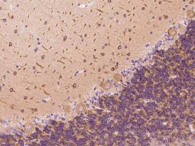 Immunohistochemistry-Paraffin: DYNC1LI1 Antibody [NBP2-97545] - Immunochemical staining of human DYNC1LI1 in cynomolgus cerebellum with rabbit polyclonal antibody at 1:300 dilution, formalin-fixed paraffin embedded sections.