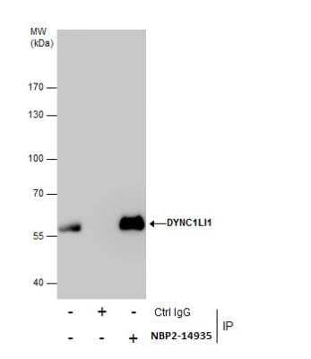 Immunoprecipitation DYNC1LI1 Antibody - BSA Free