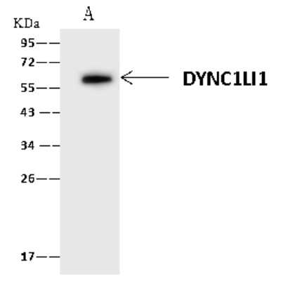 Immunoprecipitation: DYNC1LI1 Antibody [NBP2-97545] - DYNC1LI1 was immunoprecipitated using: Lane A: 0.5 mg Jurkat Whole Cell Lysate. 4 ul anti-DYNC1LI1 rabbit polyclonal antibody and 60 ug of Immunomagnetic beads. Protein A/G. Primary antibody: Anti-DYNC1LI1 rabbit polyclonal antibody, at 1:100 dilution. Secondary antibody: Clean-Blot IP Detection Reagent (HRP) at 1:1000 dilution. Developed using the ECL technique. Performed under reducing conditions. Predicted band size: 57 kDa. Observed band size: 57 kDa