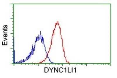 Flow Cytometry: DYNC1LI1 Antibody (OTI2E8) - Azide and BSA Free [NBP2-71904] - Analysis of Hela cells, using DYNC1LI1 antibody (Red), compared to a nonspecific negative control antibody (Blue).